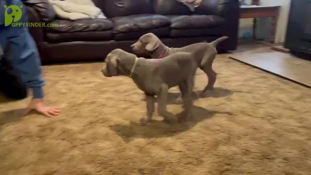 Video preview image #4 Weimaraner Puppy For Sale in WILLOWS, CA, USA