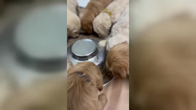 Video preview image #3  Breeder Profile in MURFREESBORO, TN, USA