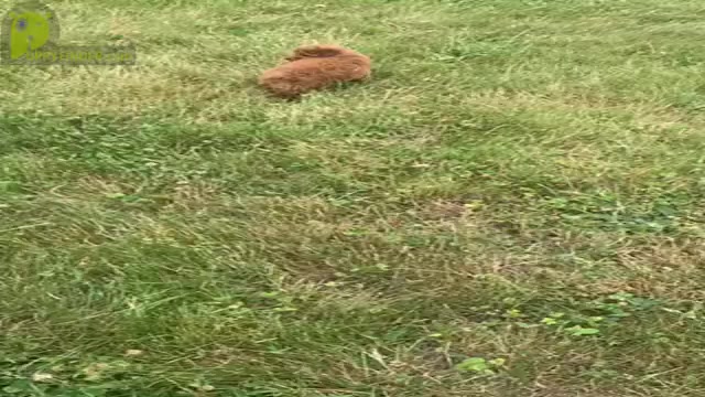 Video preview image #7 Poodle (Miniature) Puppy For Sale in WARSAW, IN, USA