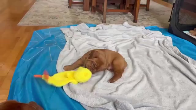 Video preview image #1 Dogue de Bordeaux Puppy For Sale in ATTLEBORO, MA, USA