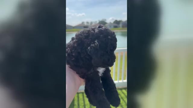 Video preview image #7 Miniature Bernedoodle Puppy For Sale in AUBURNDALE, FL, USA