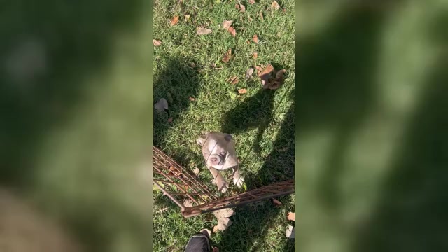 Video preview image #3 Boston Terrier Puppy For Sale in ATWOOD, OK, USA