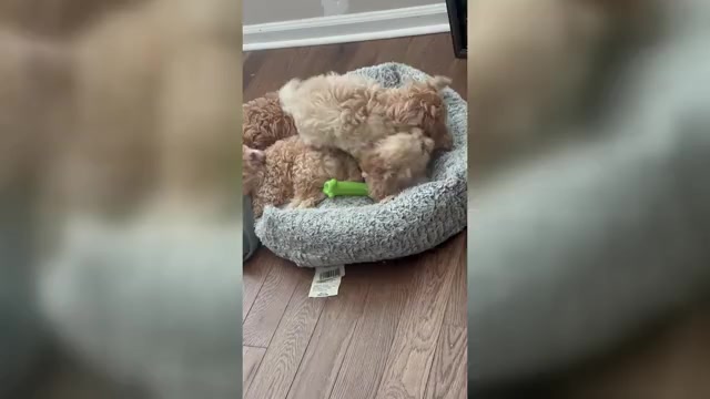 Video preview image #1 Cavapoo (Miniature) Puppy For Sale in HAMPTON, VA, USA