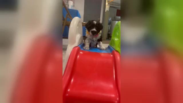 Video preview image #1 Portuguese Water Dog Puppy For Sale in DES MOINES, IA, USA