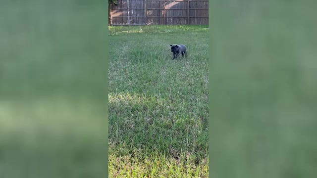 Video preview image #10 French Bulldog Puppy For Sale in ORANGE, TX, USA