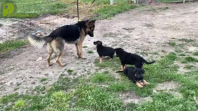 Video preview image #1 German Shepherd Dog Puppy For Sale in GILMER, TX, USA