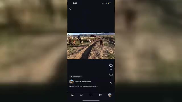 Video preview image #1  Breeder Profile in MOUNT PLEASANT, UT, USA
