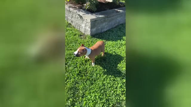 Video preview image #3 American Bully Puppy For Sale in PUYALLUP, WA, USA