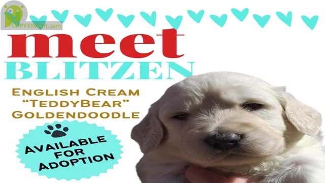Video preview image #7  Breeder Profile in BROOMFIELD, CO, USA