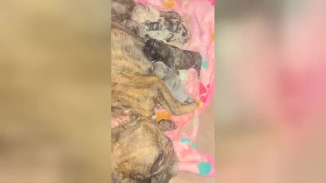 Video preview image #1 French Bulldog Puppy For Sale in SPRING, TX, USA