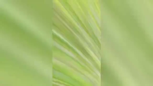 Video preview image #25 Yorkshire Terrier Puppy For Sale in WARSAW, IN, USA