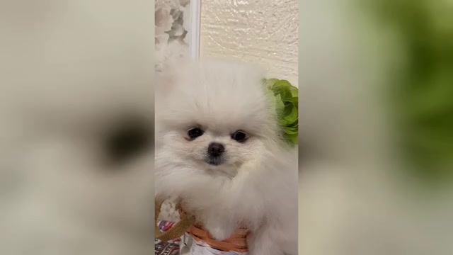 Video preview image #2 Pomeranian Puppy For Sale in Chisinau, Chisinau Municipality, Moldova