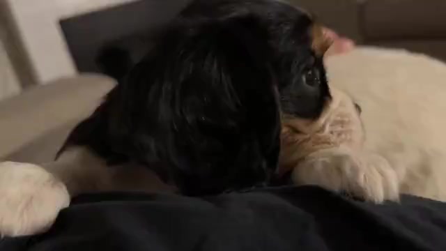 Video preview image #6 Cavalier King Charles Spaniel Puppy For Sale in SANTA ROSA, CA, USA