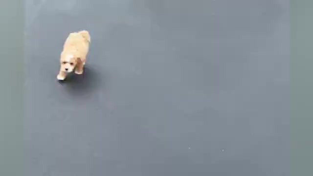 Video preview image #1 Maltipoo Puppy For Sale in WARSAW, IN, USA