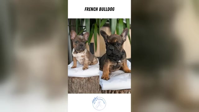 Video preview image #5 French Bulldog Puppy For Sale in GOSHEN, IN, USA