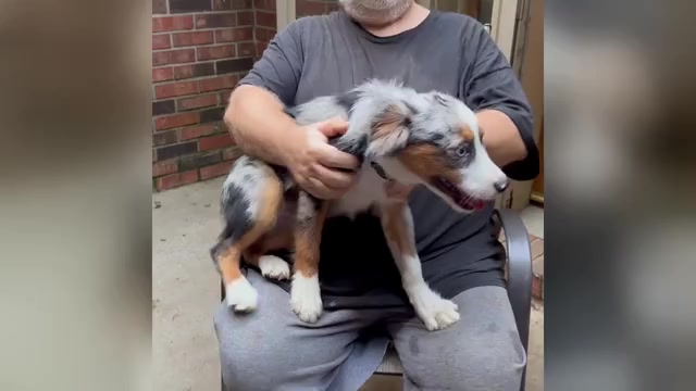 Video preview image #5 Miniature Australian Shepherd Puppy For Sale in HARRISON, OH, USA
