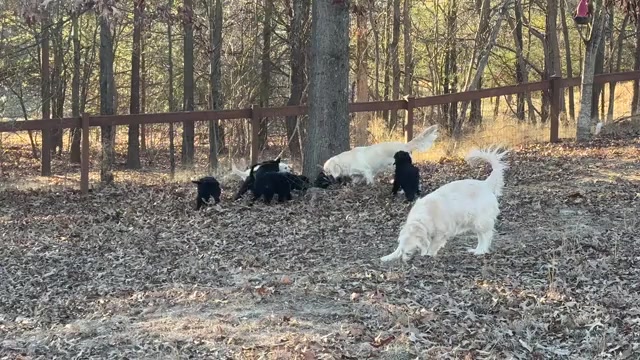 Video preview image #1  Breeder Profile in MILLERSVILLE, MD, USA