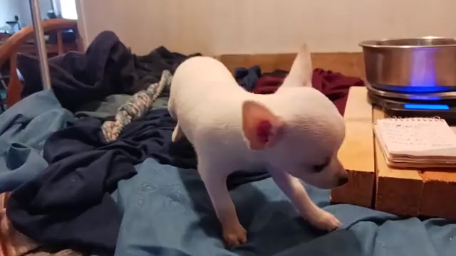 Video preview image #10 Chihuahua Puppy For Sale in BELLE FOURCHE, SD, USA