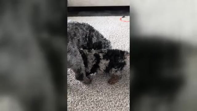 Video preview image #3 Poodle (Miniature) Puppy For Sale in GOSHEN, IN, USA
