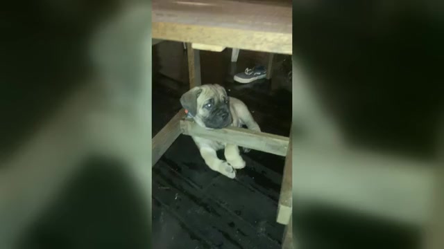 Video preview image #1  Breeder Profile in HERRIN, IL, USA