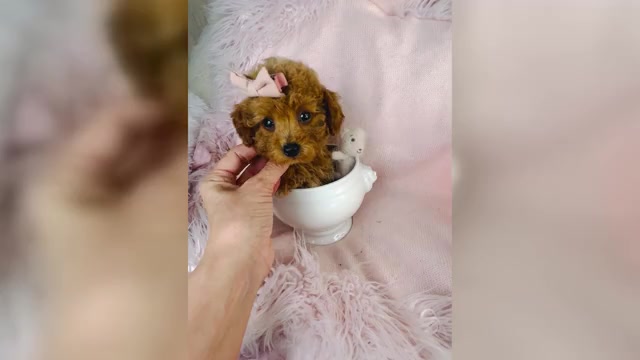 Video preview image #1 Cavapoo Puppy For Sale in DACULA, GA, USA