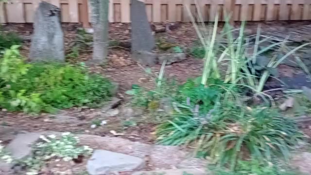 Video preview image #5 Chinese Shar-Pei-Poodle (Standard) Mix Puppy For Sale in PORTLAND, OR, USA