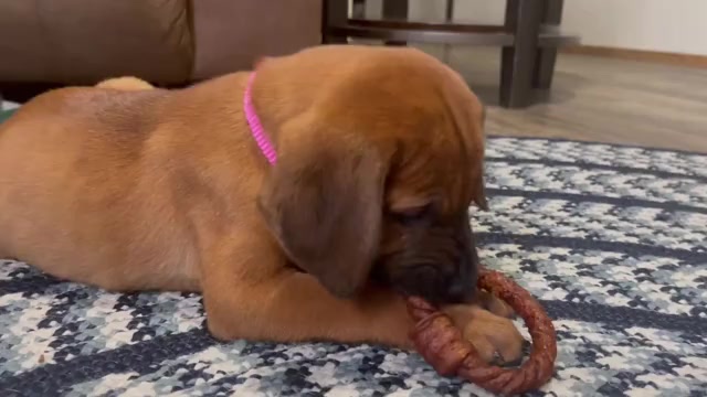 Video preview image #3 Redbone Coonhound Puppy For Sale in DEXTER, MO, USA