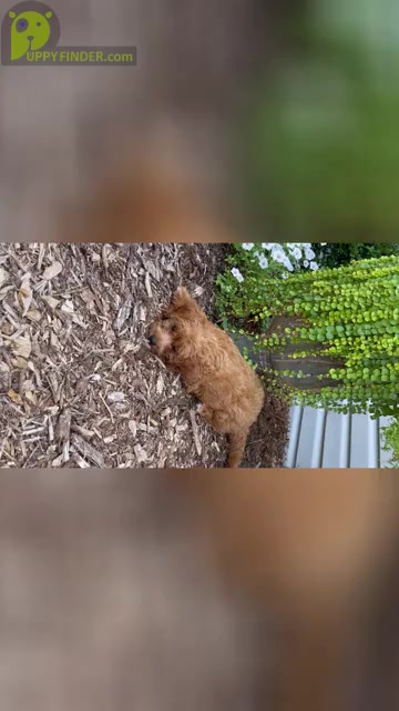 Video preview image #1  Breeder Profile in HARRISON, AR, USA