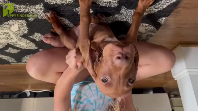 Video preview image #6 Vizsla Puppy For Sale in RALEIGH, NC, USA