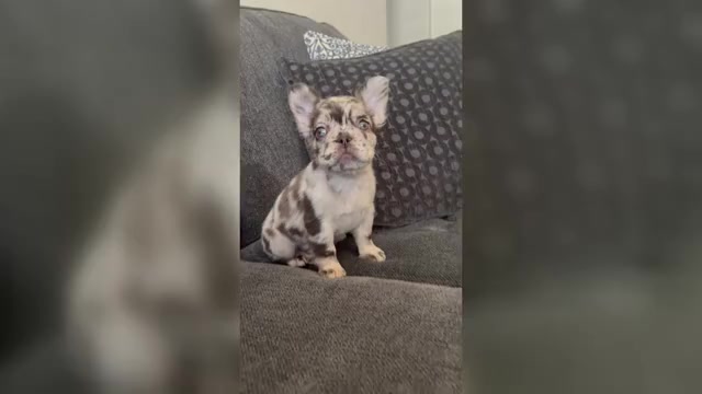 Video preview image #1 French Bulldog Puppy For Sale in HESPERIA, CA, USA