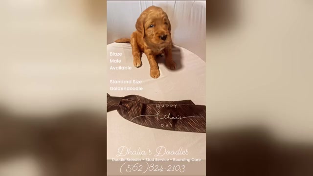 Video preview image #5 Goldendoodle Puppy For Sale in BREA, CA, USA