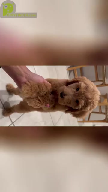 Video preview image #1 Goldendoodle Puppy For Sale in ORLANDO, FL, USA