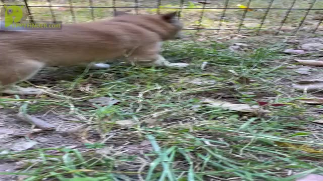 Video preview image #1 Shiba Inu Puppy For Sale in NEW ATHENS, IL, USA