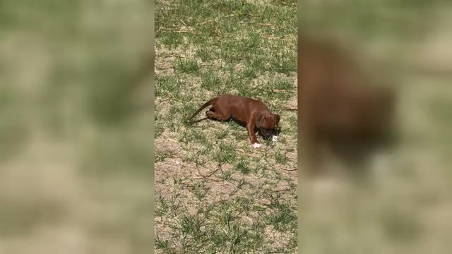 Video preview image #4 Boxer Puppy For Sale in ESPANOLA, NM, USA