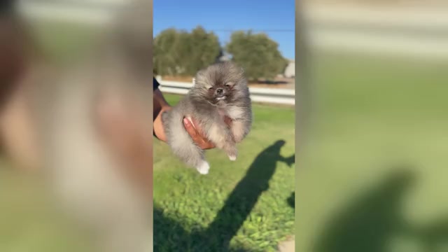 Video preview image #1 Pomeranian Puppy For Sale in STOCKTON, CA, USA