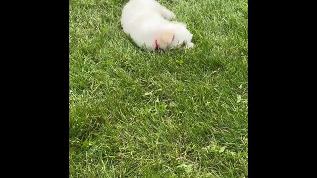 Video preview image #1 Maltese Puppy For Sale in ROCK STREAM, NY, USA