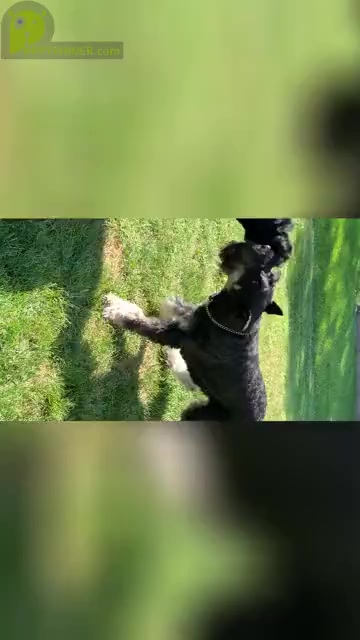 Video preview image #4 Schnauzer (Giant) Puppy For Sale in DAYTON, OH, USA