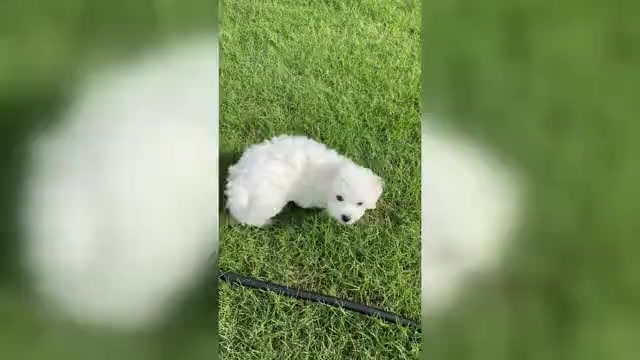 Video preview image #3 Bichon Frise Puppy For Sale in PELZER, SC, USA