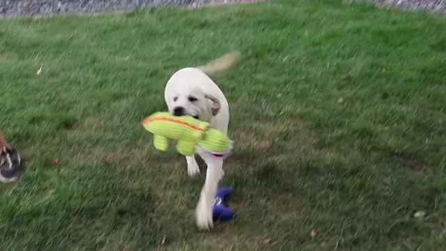Video preview image #1 Labrador Retriever Puppy For Sale in SYRACUSE, IN, USA