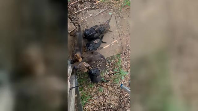 Video preview image #3 German Shepherd Dog Puppy For Sale in TEMPLE, TX, USA