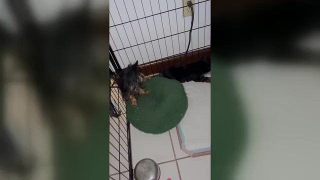 Video preview image #1 Yorkshire Terrier Puppy For Sale in BRIDGETON, NJ, USA
