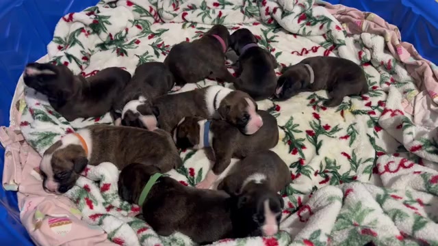 Video preview image #14 Boxer Puppy For Sale in RALEIGH, NC, USA