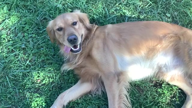 Video preview image #2 Golden Retriever Puppy For Sale in RILEYVILLE, VA, USA