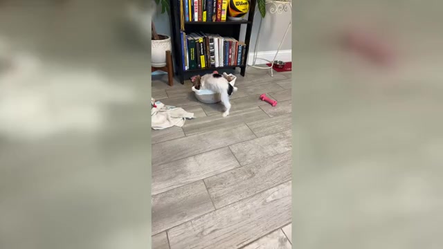 Video preview image #1 Yorkshire Terrier Puppy For Sale in SAINT PETERSBURG, FL, USA