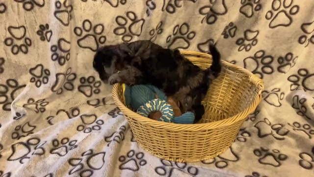 Video preview image #3 Poochon Puppy For Sale in AUBURN, MA, USA