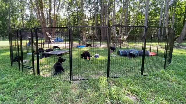 Video preview image #2 German Shepherd Dog Puppy For Sale in WEST POINT, VA, USA