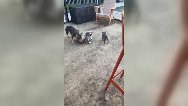 Video preview image #2 French Bulldog Puppy For Sale in FORT LAUDERDALE, FL, USA