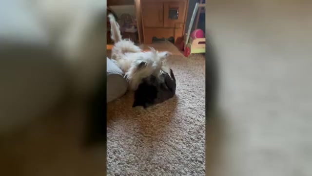 Video preview image #6 Poocan Puppy For Sale in FAIR OAKS, CA, USA
