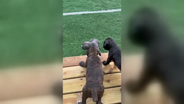 Video preview image #3 Cane Corso Puppy For Sale in NEWARK, OH, USA