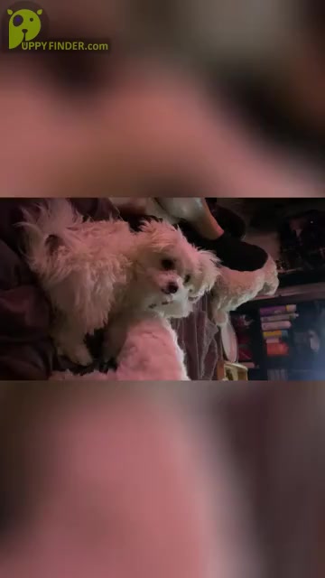 Video preview image #2 Maltese Puppy For Sale in LAKE STEVENS, WA, USA